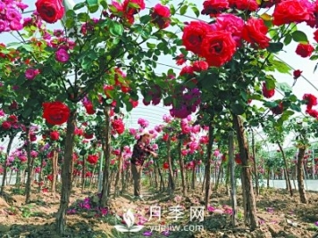 新品“月季树”为北京市花添色彩，居然引种自南阳内乡